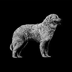 Maremma Sheepdog hand drawing vector isolated on black background.