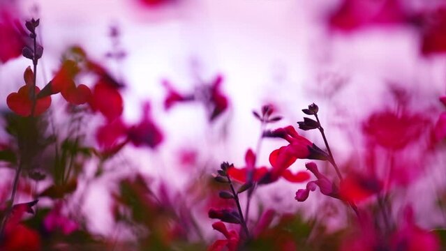 Sage royal bumble, red salvia blooming in summer garden. 
Red flowers of Salvia, Salvia microphylla, Jamensis Reve Rouge flowers growing, nature background