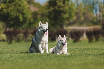 siberian husky dog in the park © Даша Швецова