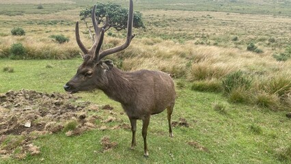 Moosewild in Horton Plains Srilanka