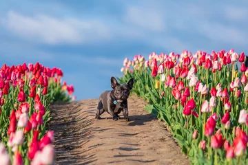 Fotobehang Adorable French bulldog in a colorful field of tulips with vibrant hues Dressed dog Dog clothes © OlgaOvcharenko