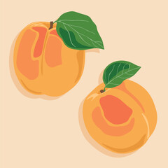 Two apricots of different sizes. Hand drawn vector image of fruit. Summer juicy fruits.
