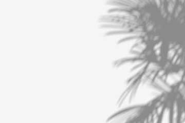 Fototapeta na wymiar White wall background with palm leaves shadow. 3D render.