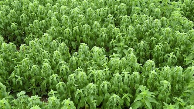 Green mint plants grow at vegetable garden	