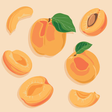 Apricot icons set. Hand drawn vector image of fruit. Summer juicy fruits.