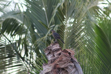 small dark bird perched on the broken stump of a Coconut palm tree with coconut leaves in the background