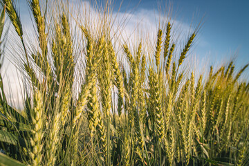 Beautiful farm landscape of a wheat field, early summer in Ukraine, at sunset time