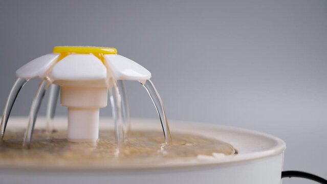 Fountain of the pet drinker with flowing drinking water in slow motion