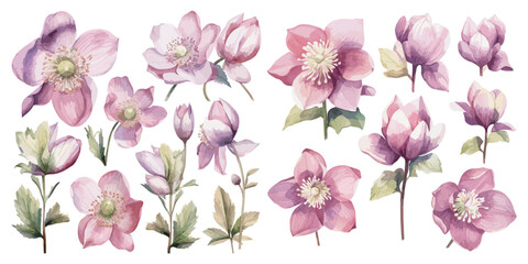 watercolor helleborus clipart for graphic resources - obrazy, fototapety, plakaty