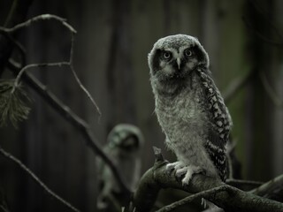 Owlets sits on a stump in the north forest.