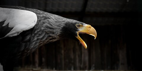 Steller's sea eagle closeup portrait