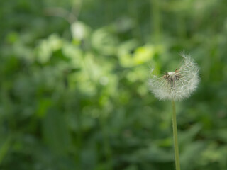 lossoming dandelion flowers in spring time.