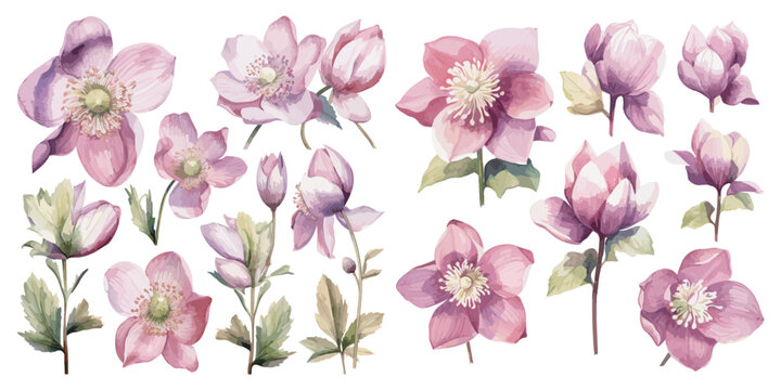 watercolor helleborus clipart for graphic resources