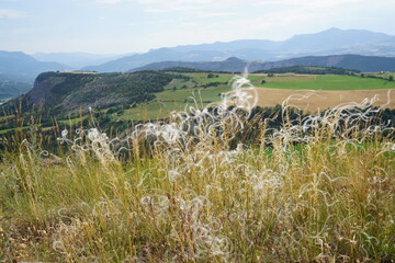 panoramic landscape with wild curvy weed Stipa Pennata in the mountains of the southern Alps, France