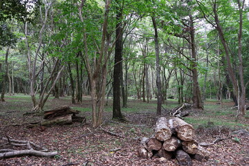 April 29, 2023: Nantou Aowanda National Forest Recreation Area