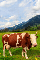 Naklejka na ściany i meble Cow grazing on a green alpine meadow in the Swiss Alps, Switzerland