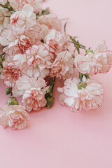Obraz na płótnie Canvas Pink carnation flowers bouquet on pink background