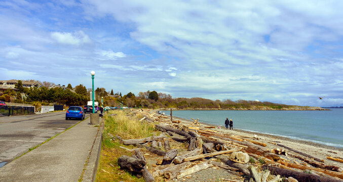 Driftwood on public beach at Oak Bay district of Victoria, BC, Canada