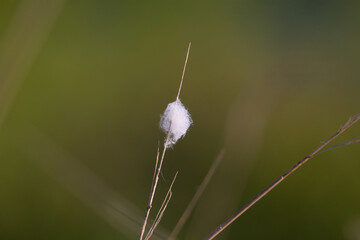sedge stem with willow seeds caught in a ball in the wind isolated on a natural pale green background