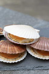 Scallops in shells on grey stone background