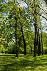 Fototapeta na wymiar deciduous trees and green grass in the spring season in sunny weather