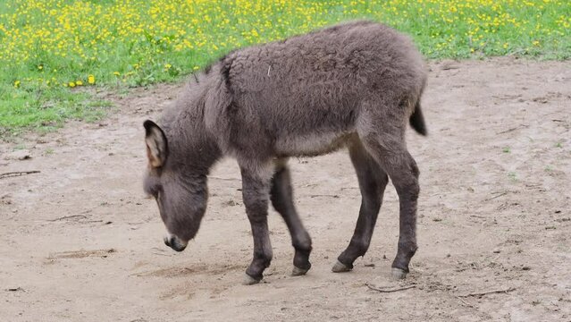 Little donkey on the meadow