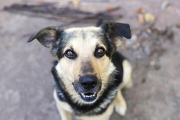 Dog face close up