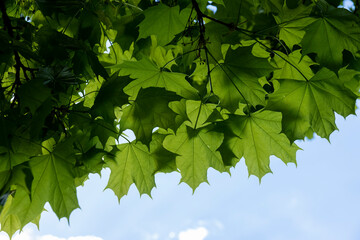 green foliage of maple trees in the spring season