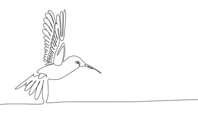 Hummingbird isolated on white background. One line continuous vector illustration. Line art, outline.