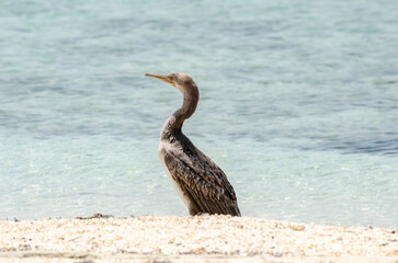 Cormorant bird on the beach