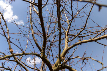 apple tree in sunny weather in early spring