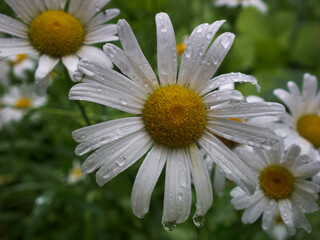 Photo of a wet white chamomile flower after rain