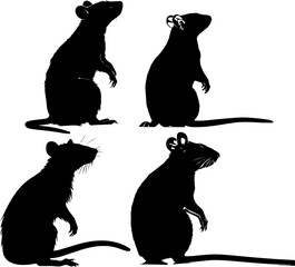 Silhuette rat animal images