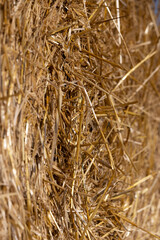 Straw stack after harvesting grain in the field