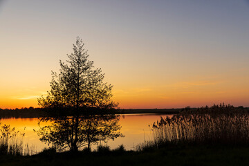 the silhouette of a tree on the background of sunset on the lake is yellow-orange