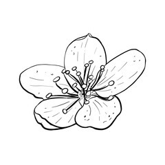 Vector illustration of flower of cherry, sakura, apple, plum, wild cherry plum, bird cherry. Black outline of petals, graphic drawing. For postcards, design and composition decoration, prints, posters