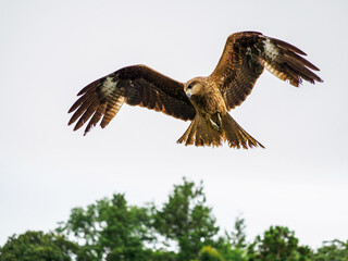 獲物を狙うトンビ