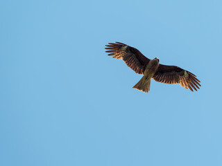 飛翔するとんび