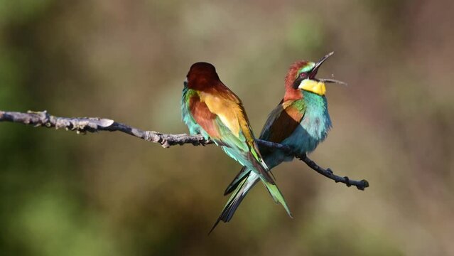 Beautiful bee eater Merops apiaster in the wild. Two birds on a beautiful background. Slow motion.
