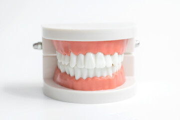 Close-up of a jaw model on a white background