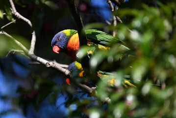 A rainbow lorikeet looking out from its perch high up in a tree, with another close by, behind branches, in the background