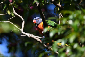 A rainbow lorikeet looking into the distance from its perch high up in a tree, as another rainbow lorikeet, partially obscured, moves about behind it