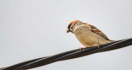 Ptak Mazurek siedzący na liniach telefonicznych 