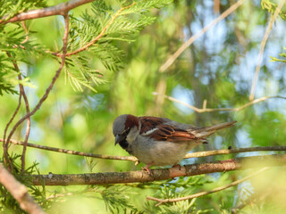 sparrow on a branch