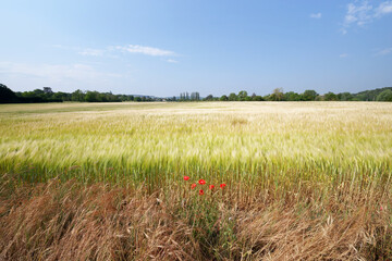 Poppies and wheat fields along the Seine river loops. Freneuse village