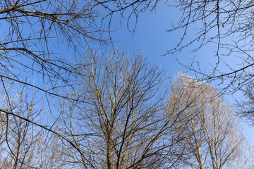 trees of different varieties in the spring season