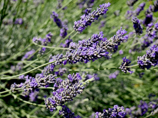 Blooming lavender - 612227746