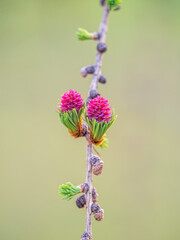 Larch tree fresh pink cones blossom at spring on nature background