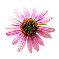 front view of Coneflower flower isolated on a transparent white background 