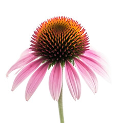 front view of Coneflower flower isolated on a transparent white background  - obrazy, fototapety, plakaty